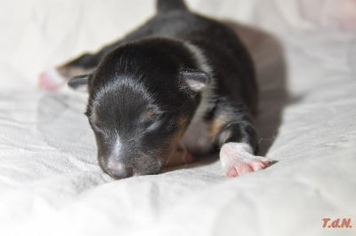 Les chiots de Shetland Sheepdog