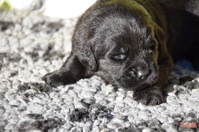 CHIOT 6, collier bleu à dessin. - Terre-neuve