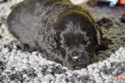 Les chiots de Terre-neuve