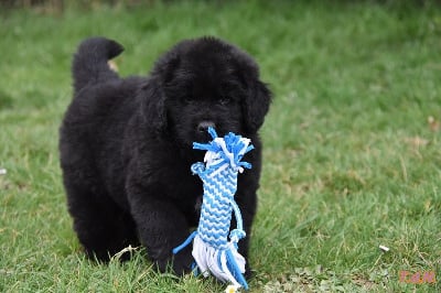 Les chiots de Terre-neuve