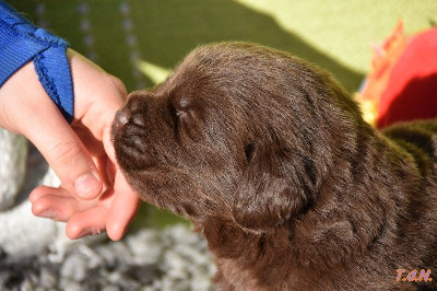 Les chiots de Terre-neuve