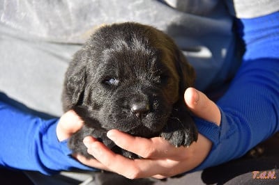 Les chiots de Terre-neuve