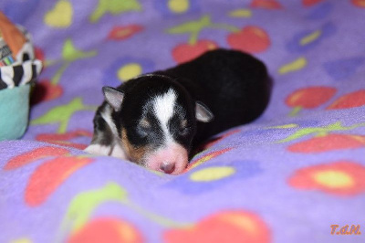 Les chiots de Shetland Sheepdog