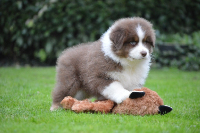 Les chiots de Berger Australien