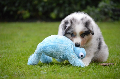 Les chiots de Berger Australien