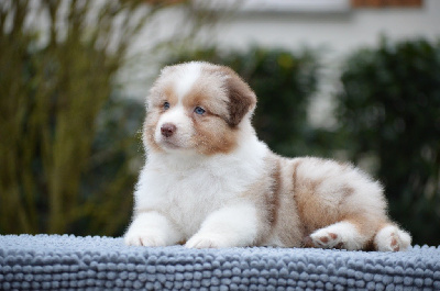 Les chiots de Berger Australien