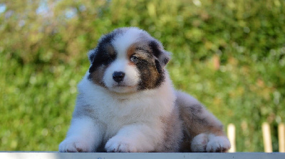 Les chiots de Berger Australien