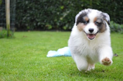 Les chiots de Berger Australien