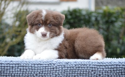 Les chiots de Berger Australien