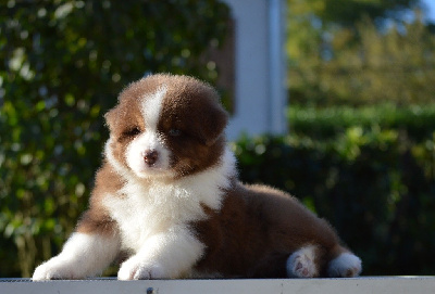 Les chiots de Berger Australien