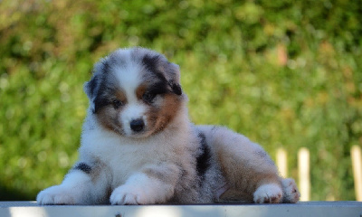 Les chiots de Berger Australien