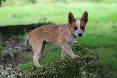 Les chiots de Bouvier australien