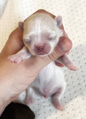 Les chiots de Chihuahua