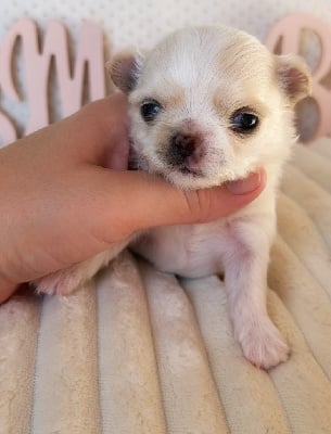 Les chiots de Chihuahua