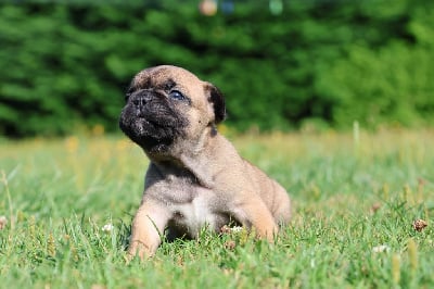 Les chiots de Bouledogue français