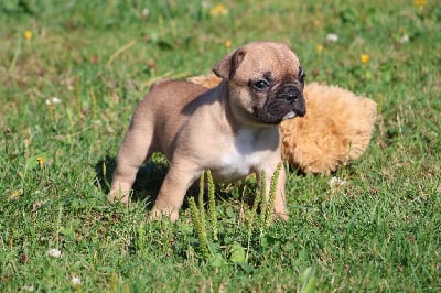 Les chiots de Bouledogue français