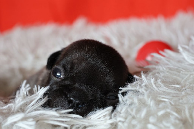 Les chiots de Bouledogue français