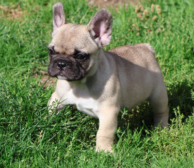 Les chiots de Bouledogue français