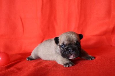 Les chiots de Bouledogue français