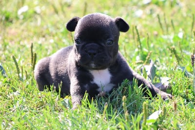 Les chiots de Bouledogue français