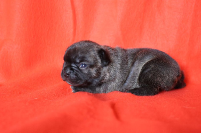 Les chiots de Bouledogue français