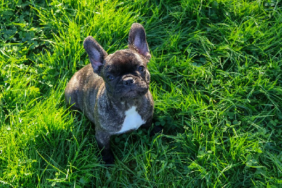 Les chiots de Bouledogue français