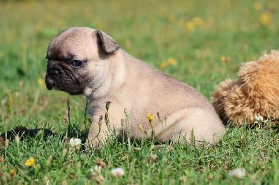 Les chiots de Bouledogue français