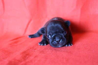 Les chiots de Bouledogue français