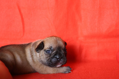 Les chiots de Bouledogue français