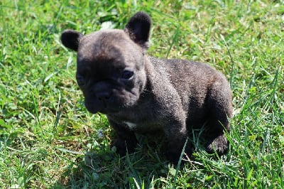 Les chiots de Bouledogue français