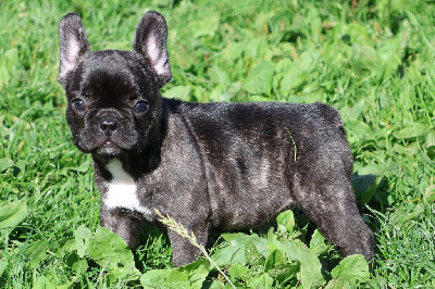 Les chiots de Bouledogue français