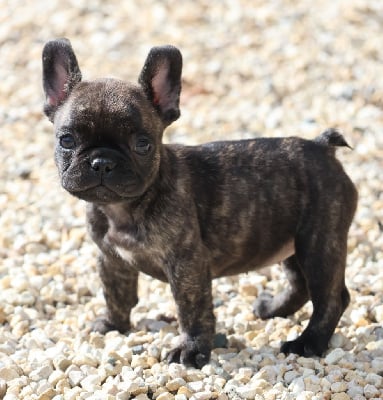 Les chiots de Bouledogue français