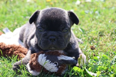 Les chiots de Bouledogue français