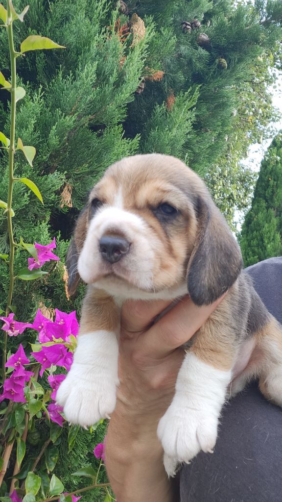 CHIOT 2 - Beagle