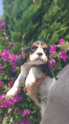 Les chiots de Cavalier King Charles Spaniel