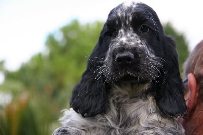 CHIOT 1 - Cocker Spaniel Anglais