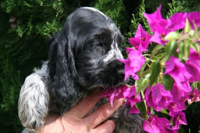 Les chiots de Cocker Spaniel Anglais