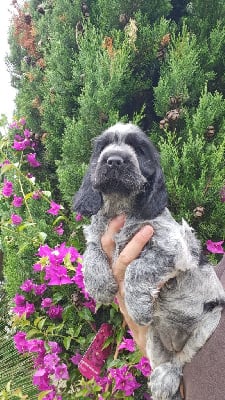 Les chiots de Cocker Spaniel Anglais