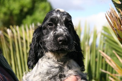 Les chiots de Cocker Spaniel Anglais