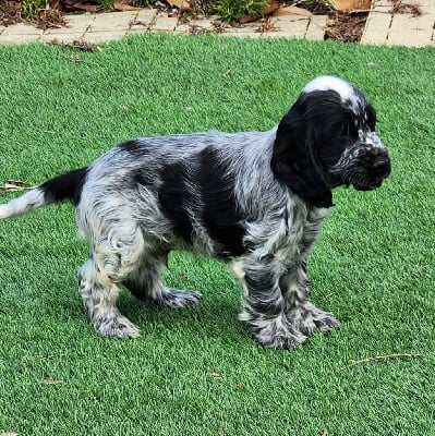 Les chiots de Cocker Spaniel Anglais