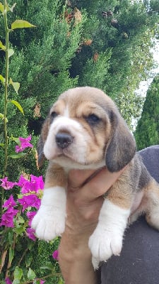 Les chiots de Beagle