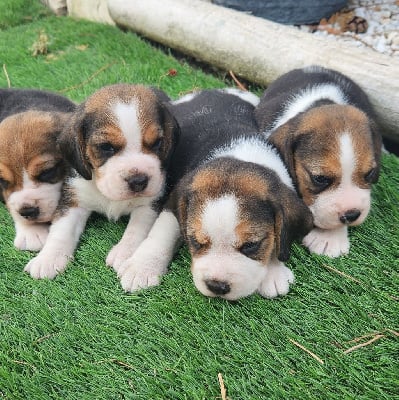 Les chiots de Beagle