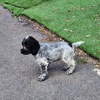 Les chiots de Cocker Spaniel Anglais