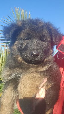 Les chiots de Berger Allemand Poil Long