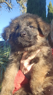 Les chiots de Berger Allemand Poil Long