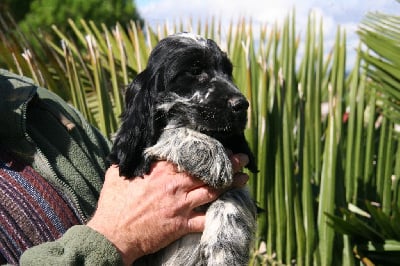 Les chiots de Cocker Spaniel Anglais