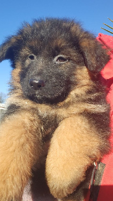 Les chiots de Berger Allemand Poil Long