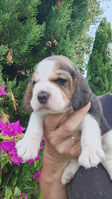 Les chiots de Beagle