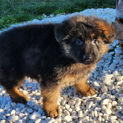 Les chiots de Berger Allemand Poil Long