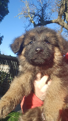 Les chiots de Berger Allemand Poil Long